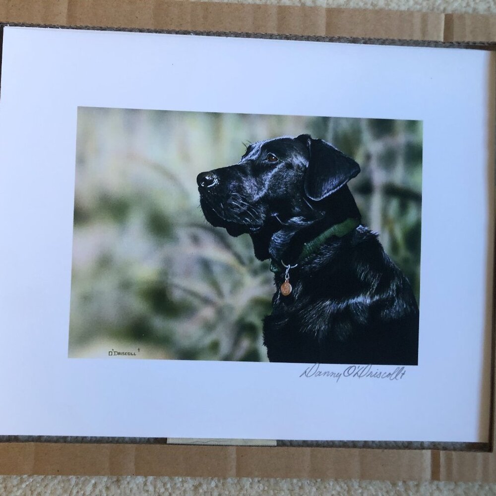 Black labrador Head print by Danny O'Driscoll 8 by 10 matted